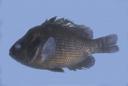 Lepomis_marginatus_1956.jpg