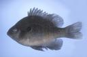 Lepomis_marginatus_1957.jpg