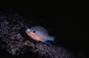 Lepomis_marginatus_HGS953.jpg