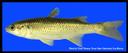 Agonostomus_monticola_mountainmullet2.jpg