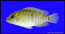 Cichlasoma_cyanoguttatum_RIOGRANDECICHLID,JUVENILE.jpg