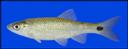Cyprinella_venusta_blacktailshiner,wf.jpg