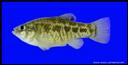 Cyprinodon_bovinus_LEONSPRINGSPUPFISH,FEMALE.jpg