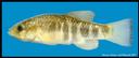 Cyprinodon_rubrofluviatilis_REDRIVERPUPFISH.jpg