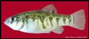 Cyprinodon_variegatus_SHEEPSHEADMINNOW,FEMALE.jpg