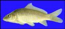 Cyprinus_carpio_COMMONCARP,wf.jpg