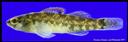 Etheostoma_asprigene_FIG145A,MUDDARTER.jpg
