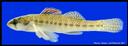 Etheostoma_fonticola_FIG147A,FOUNTAINDARTER,MALE.jpg