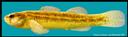 Etheostoma_parvipinne_FIG153A,GOLDSTRIPEDARTER.jpg