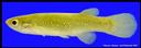 Fundulus_chrysotus_FIG110B,GOLDENTOPMINNOW,FEMALE.jpg
