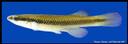 Fundulus_notatus_BLACKSTRIPETOPMINNOW,FEMALE.jpg