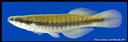 Fundulus_notatus_BLACKSTRIPETOPMINNOW,MALE.jpg