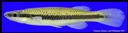 Fundulus_olivaceus_BLACKSPOTTEDTOPMINNOW,FEMALE.jpg