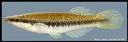 Fundulus_olivaceus_BLACKSPOTTEDTOPMINNOW,MALE.jpg