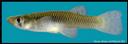 Gambusia_affinis_WESTERNMOSQUITOFISH,FEMALE.jpg