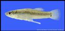 Gambusia_clarkhubbsi_SanFelipegambusia,male.jpg