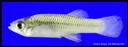 Gambusia_gaigei_BIGBENDGAMBUSIA,FEMALE.jpg