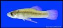 Gambusia_nobilis_PECOSGAMBUSIA,MALE.jpg