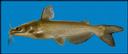 Ictalurus_punctatus_channelcatnf.jpg