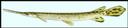 Lepisosteus_osseus_longnosegarwf.jpg