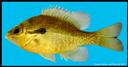 Lepomis_auritus_FIG126A,REDBREASTSUNFISH.jpg