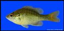 Lepomis_auritus_REDBREASTSUNFISHJUVENILE.jpg