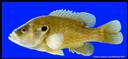 Lepomis_cyanellus_GREENSUNFISH,ADULT.jpg