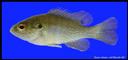 Lepomis_cyanellus_GREENSUNFISH,juvenile.jpg