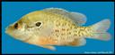 Lepomis_humilis_ORANGESPOTTEDSUNFISH.jpg