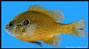 Lepomis_marginatus_DOLLARSUNFISH.jpg