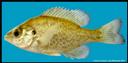 Lepomis_microlophus_REDEARSUNFISH.jpg