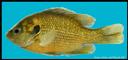 Lepomis_miniatus_SPOTTEDSUNFISH.jpg