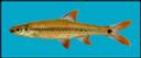 Notropis_maculatus_Tailightshinerwf.jpg