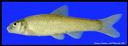 Notropis_sabinae_SABINESHINER.jpg