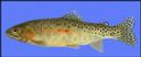 Oncorhynchus_clarkii_RioGrandeCuttroattroutwf.jpg