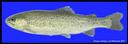 Oncorhynchus_mykiss_RAINBOWTROUT.jpg