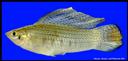 Poecilia_latipinna_SAILFINMOLLY,MALE.jpg
