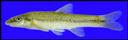 Rhinichthys_cataractae_LONGNOSEDACE,wf.jpg