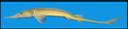 Scaphirhynchus_platorynchus_shovelnosesturgeonwf.jpg