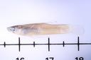 Gambusia_affinis_08653 lateral.JPG