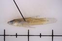 Gambusia_geiseri_lateral_13466 Lateral.JPG