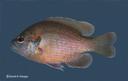 Lepomis_miniatus_2137.jpg 