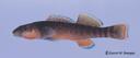 Etheostoma_radiosum_2188.jpg