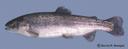 Oncorhynchus_mykiss_2221.jpg