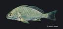 Leiostomus xanthurus