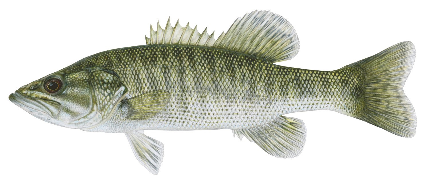 Guadalupe Bass.jpg