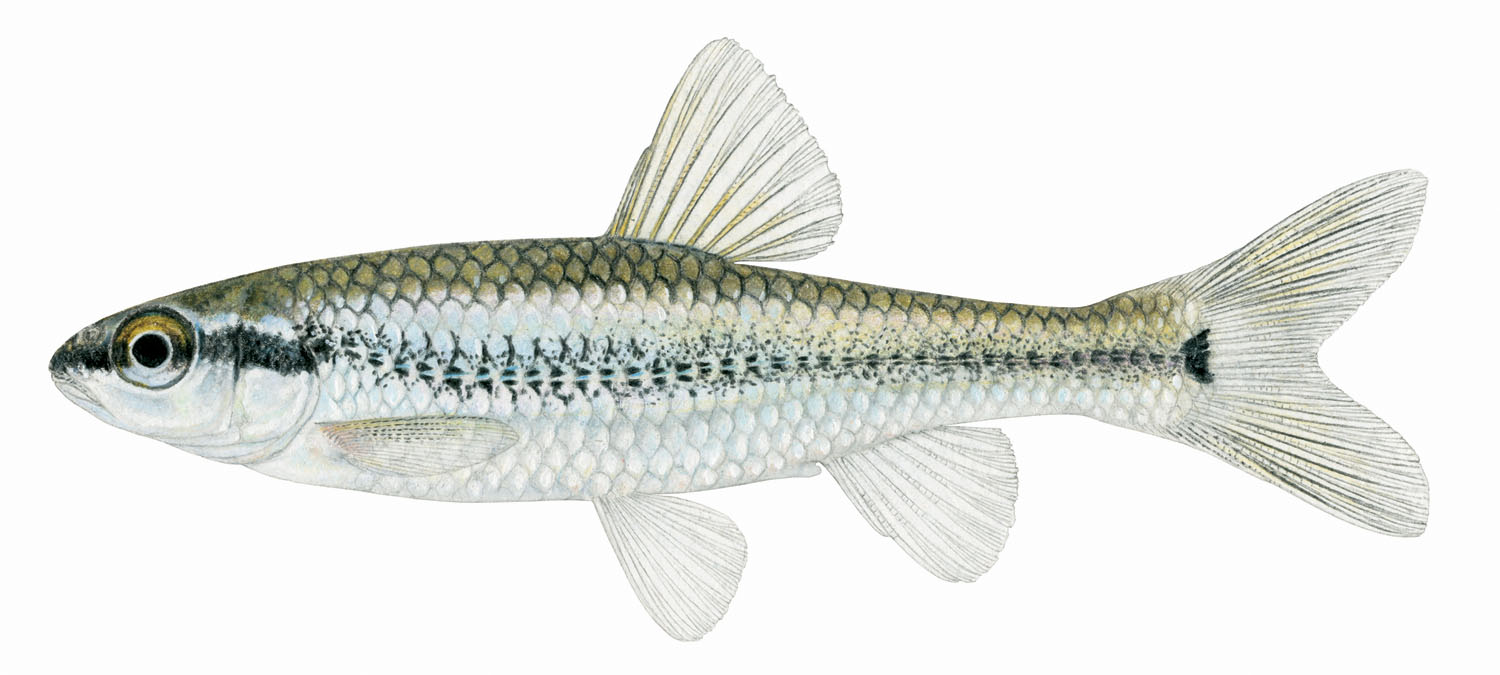 wDionda nigrotaeniata.jpg