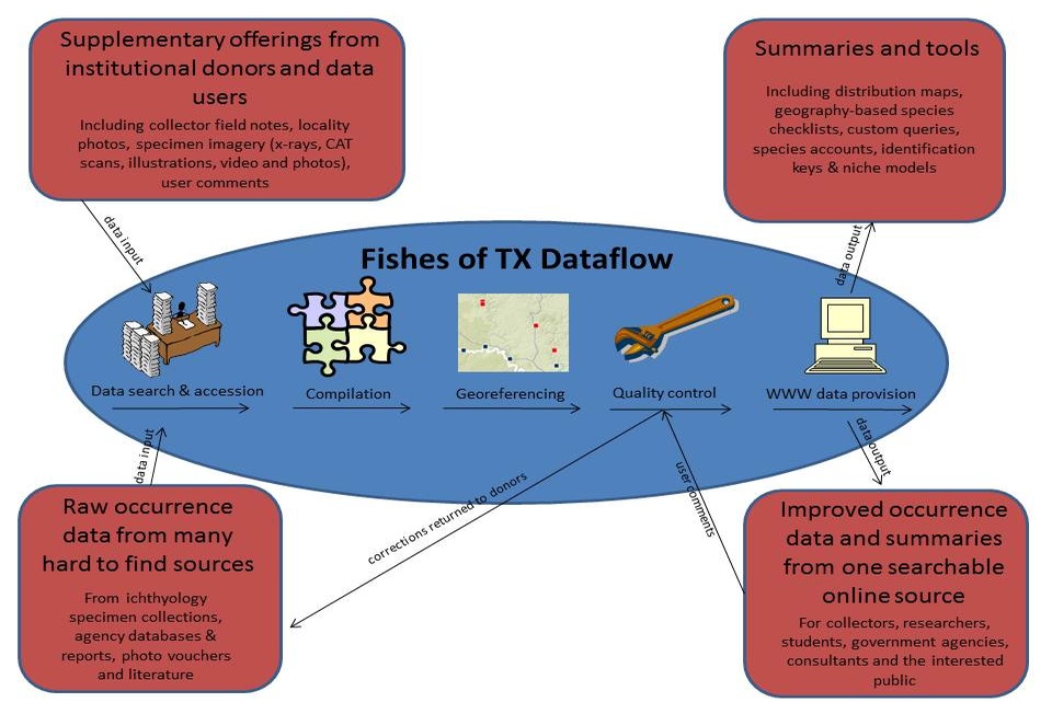Museum collectors, determiners, curators and data managers