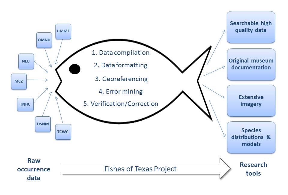 Fishes of Texas Project dataflow
