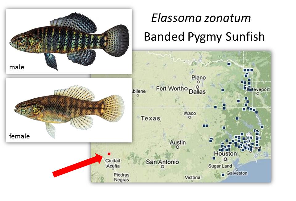 Example occurrence map with suspect records flagged